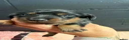 Miniature Dachshund dogs for sale: Miniature smooth haired  - Advert 6
