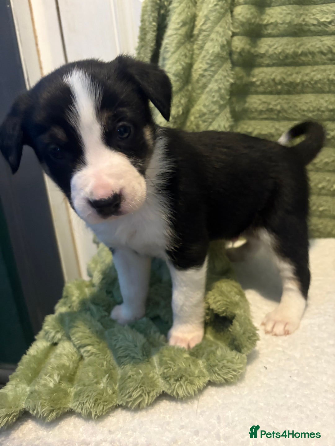Border Collie dogs for sale: Beautiful Border Collie Puppies - Advert 4