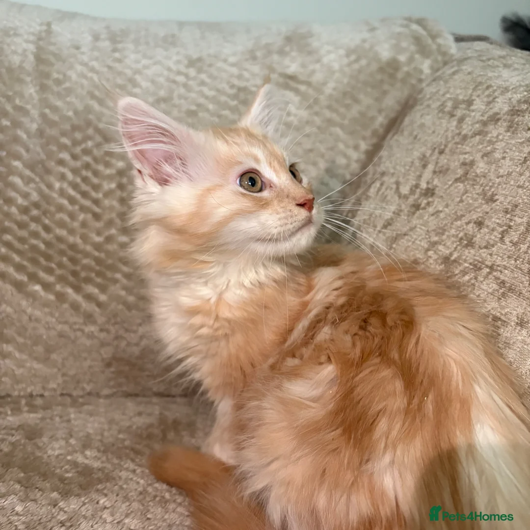 Maine Coon cats for sale: GCCF Maine coon male in March - Advert 2