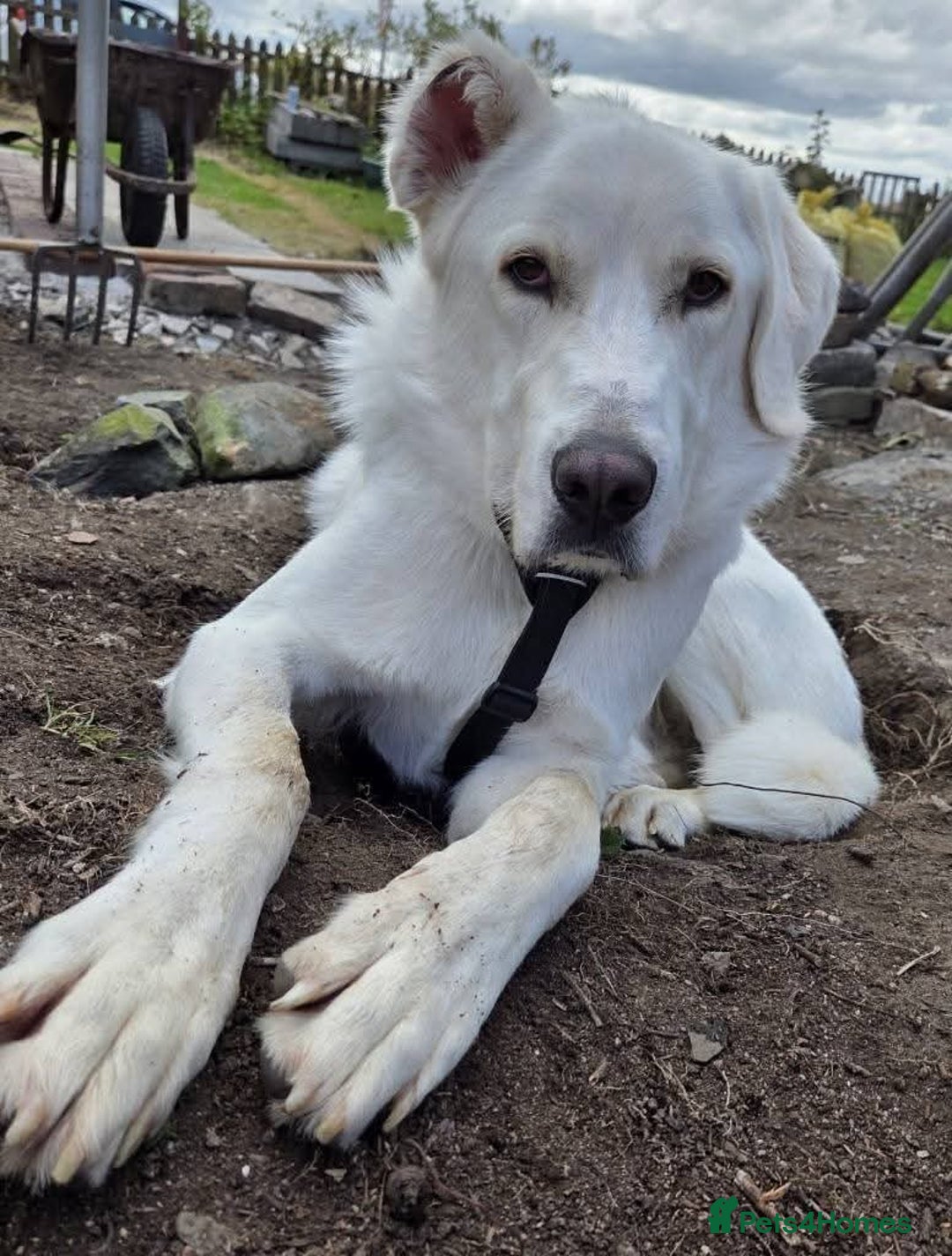 Mixed Breed dogs for adoption: Meet Lucky, currently residing in Aberdeen - Advert 5