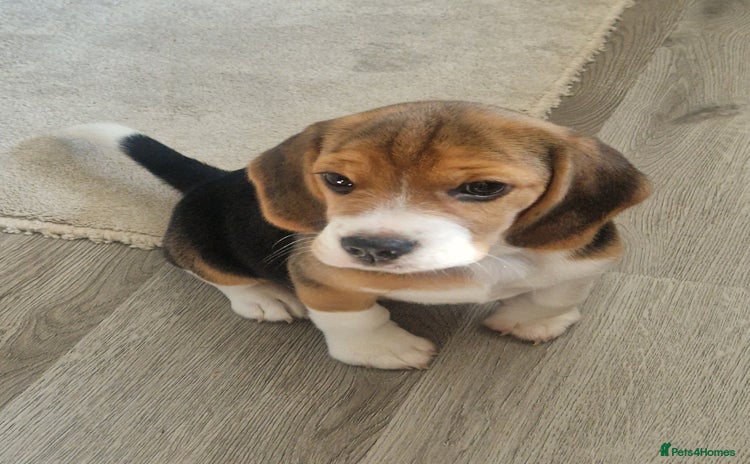 Beagle dogs - Advert 6