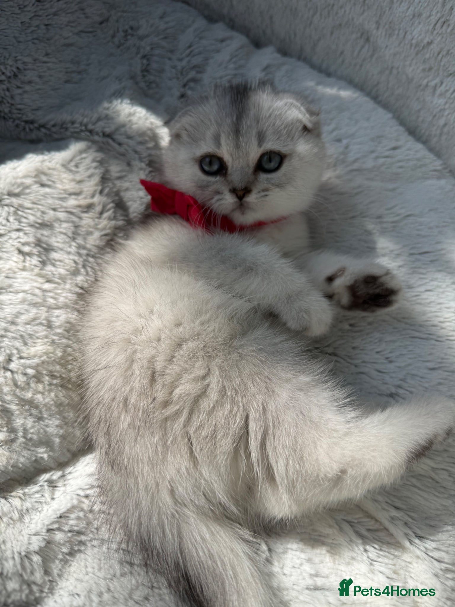Scottish Fold cats for sale: Scottish Fold 🩷 - Advert 4