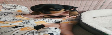 Miniature Dachshund Puppy 2