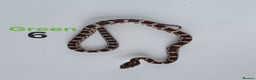 Corn Snake reptiles for sale: Baby Cornsnakes  - Advert 10