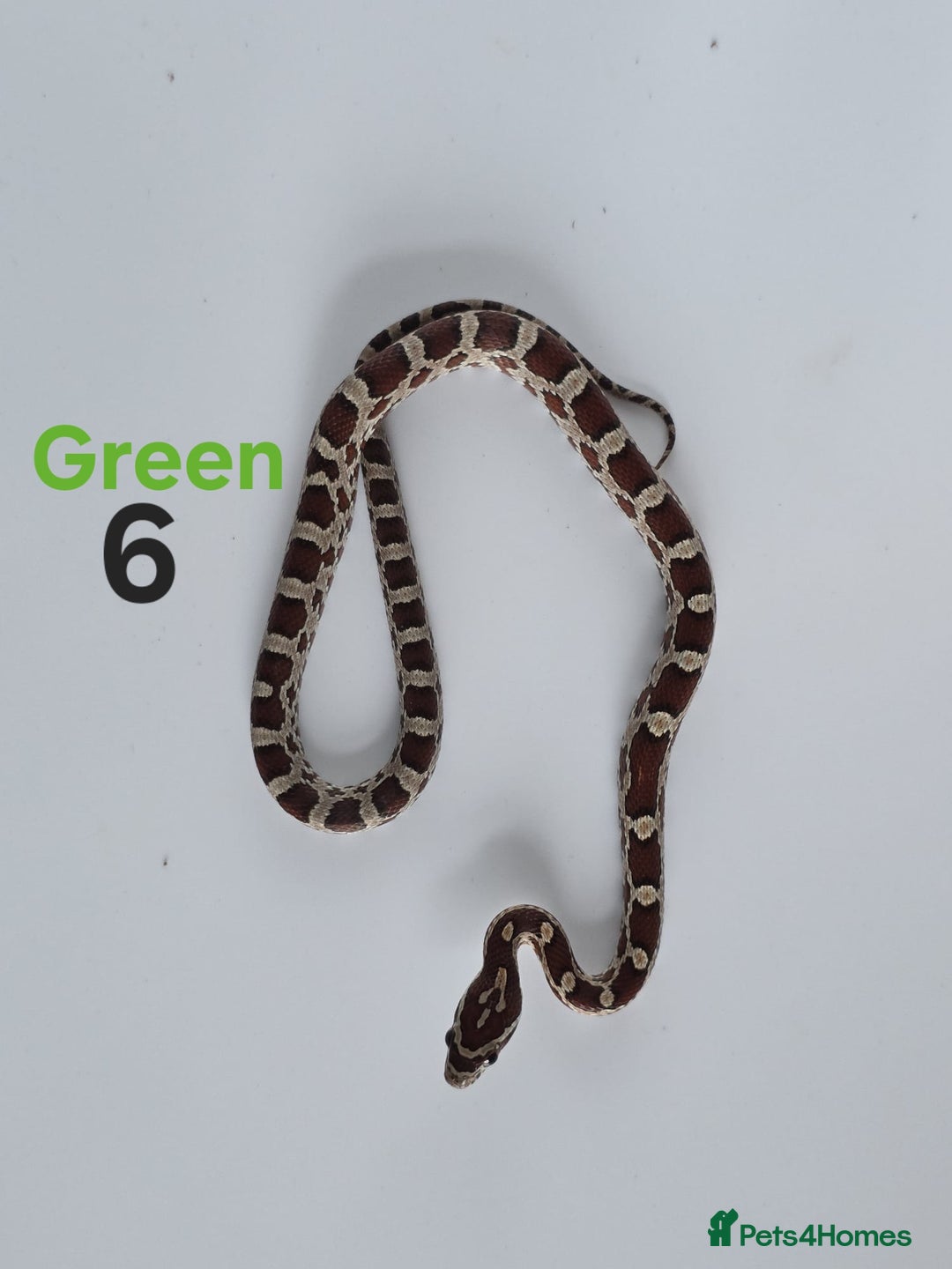 Corn Snake reptiles for sale: Baby Cornsnakes  - Advert 10