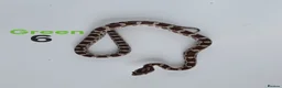Corn Snake reptiles for sale: Baby Cornsnakes  - Advert 9