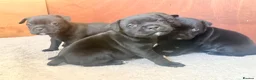 Staffordshire Bull Terrier dogs for sale: Staffordshire bull terrier puppy’s  - Advert 5