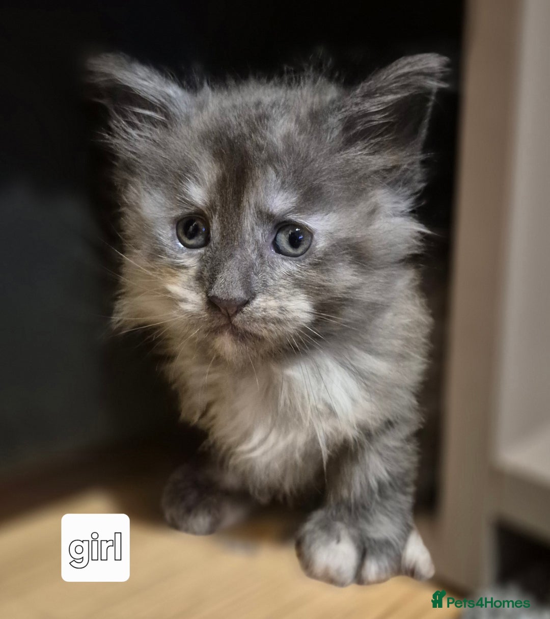 Maine Coon cats for sale: Mein Con - Advert 5