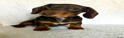 Miniature Dachshund dogs for sale: REDUCED £750 - Advert 2