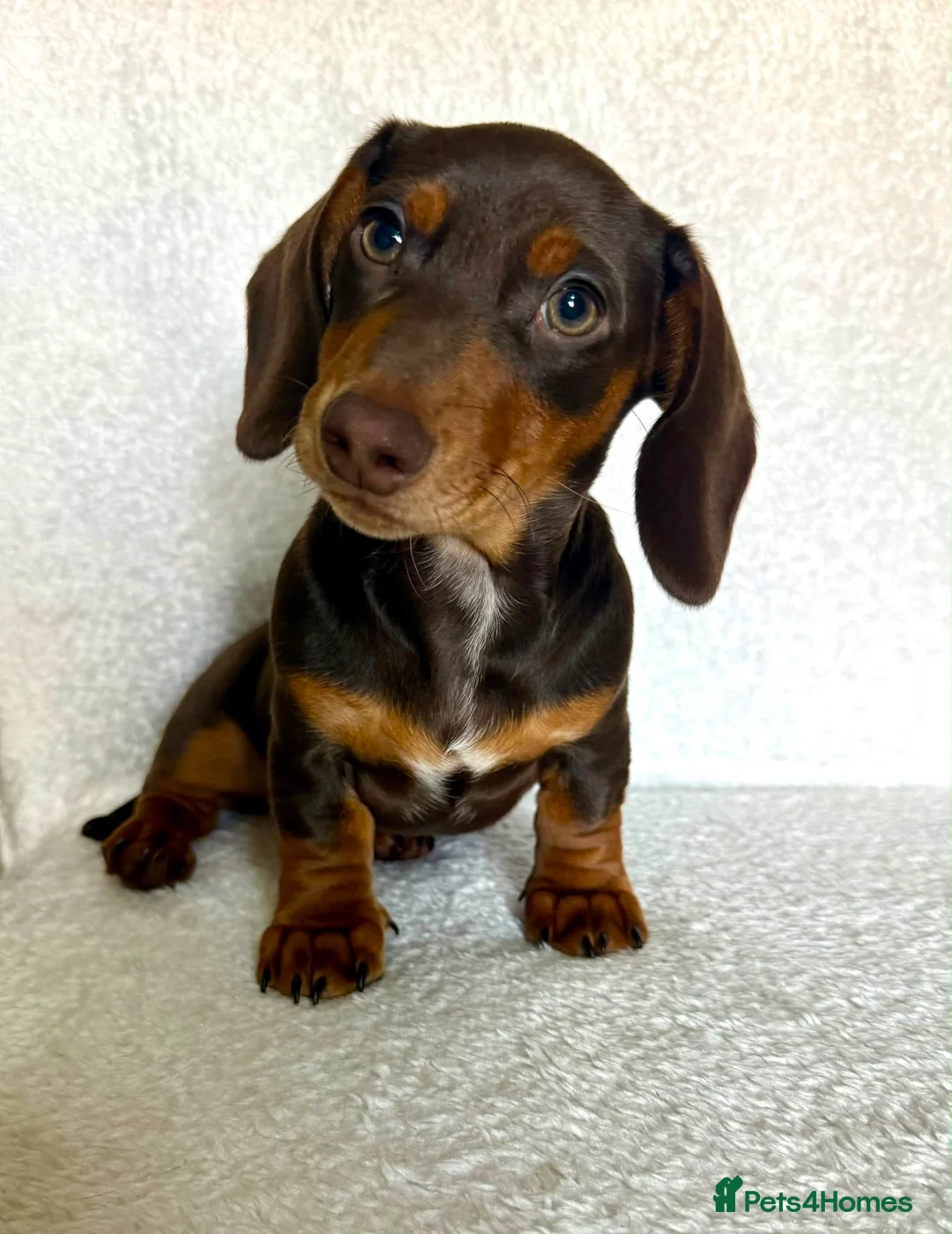Miniature Dachshund dogs for sale: REDUCED £750 - Advert 2