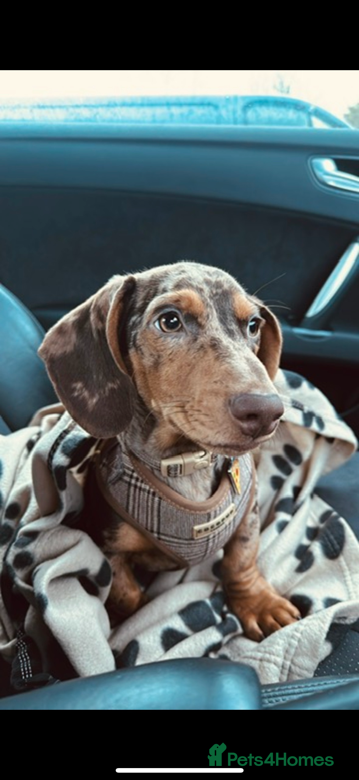 Dachshund dogs STUD  - Advert 1