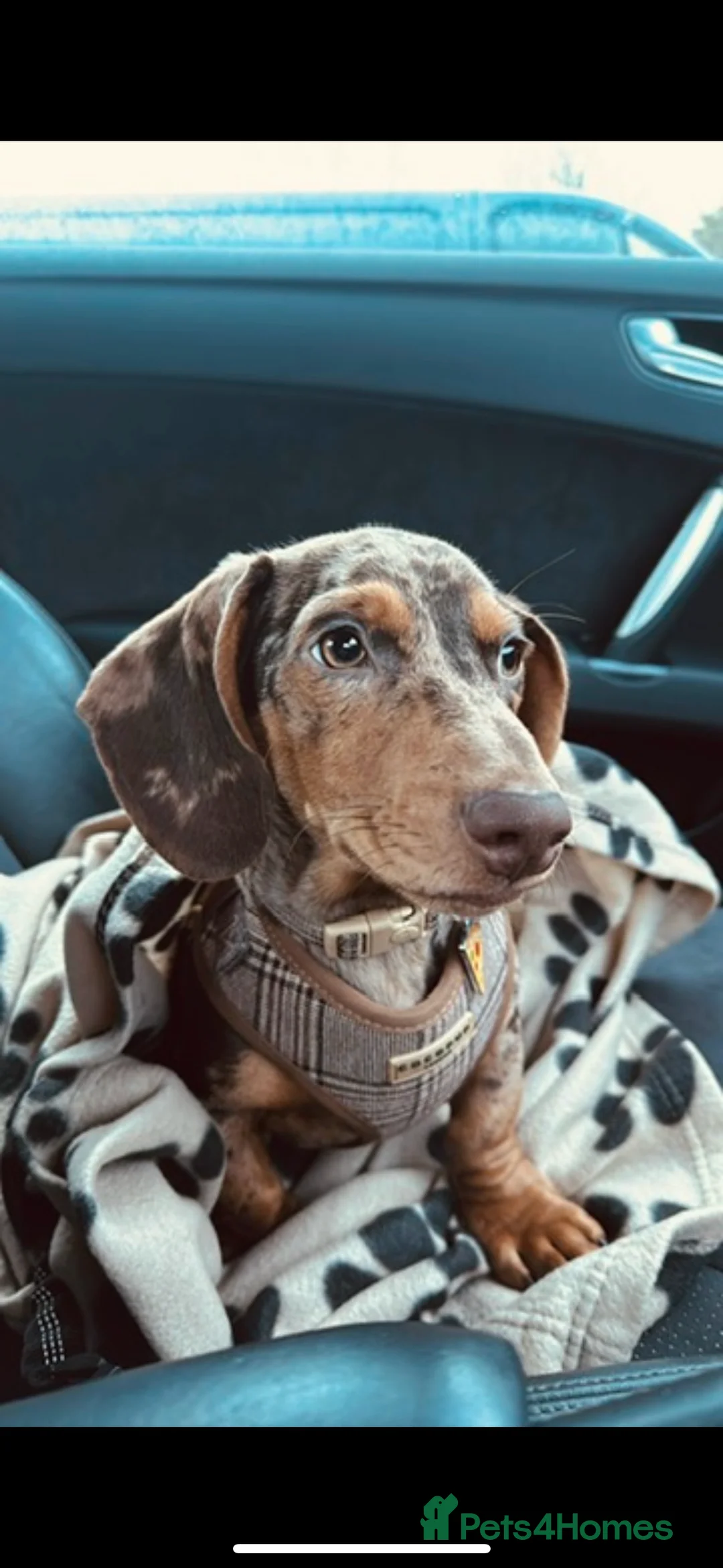 Dachshund dogs for stud: STUD  - Advert 1