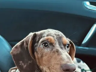 Dachshund dogs STUD - Advert 1