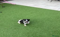 Jack Russell dogs for sale: Jack russell puppies  - Image 6