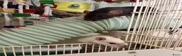Rat rodents for sale: Pair female adult rats - free to good home - Advert 1