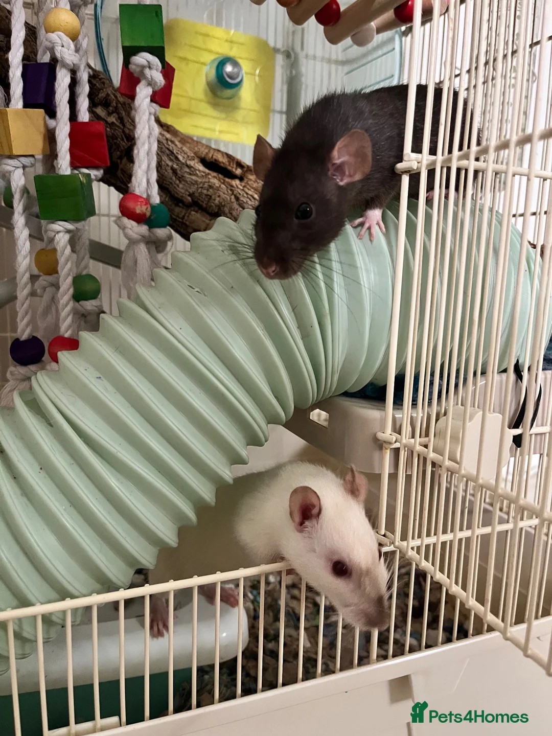 Rat rodents for sale: Pair female adult rats - free to good home - Advert 1