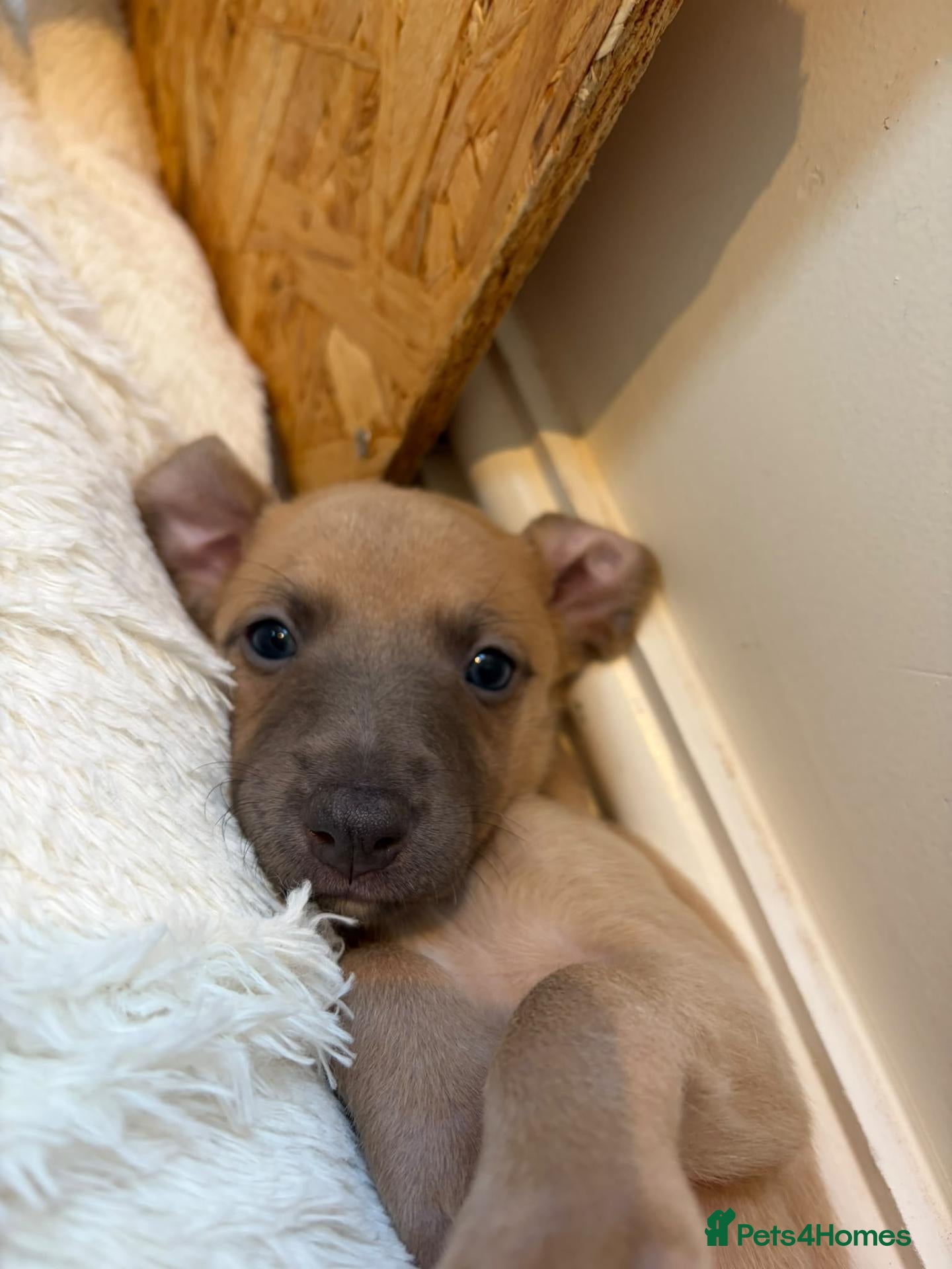 Whippet dogs Fawn Whippet puppys - Advert 2