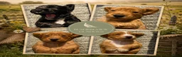 Cocker Spaniel dogs for stud: Working Cocker Health Tested Stud Dog  - Advert 10