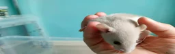 Rat rodents for sale: Baby hooded rats - Advert 12