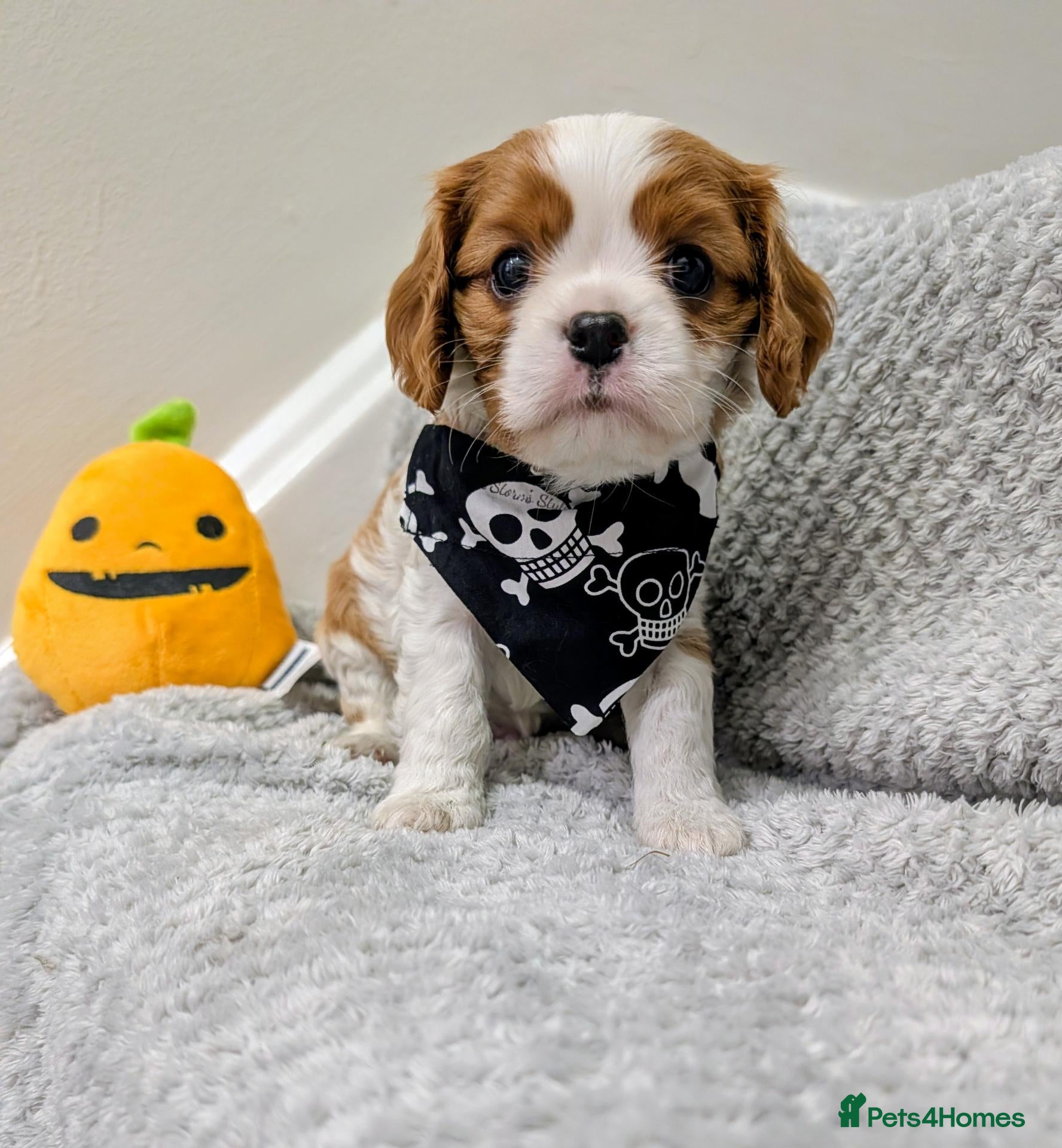 Cavalier King Charles Spaniel dogs 🌟READY SOON🌟KC DNA Health tested Cav Puppies💙 - Advert 5