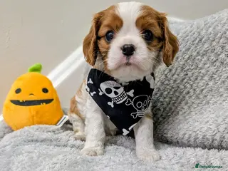 Cavalier King Charles Spaniel dogs 🌟READY SOON🌟KC DNA Health tested Cav Puppies💙 - Advert 5