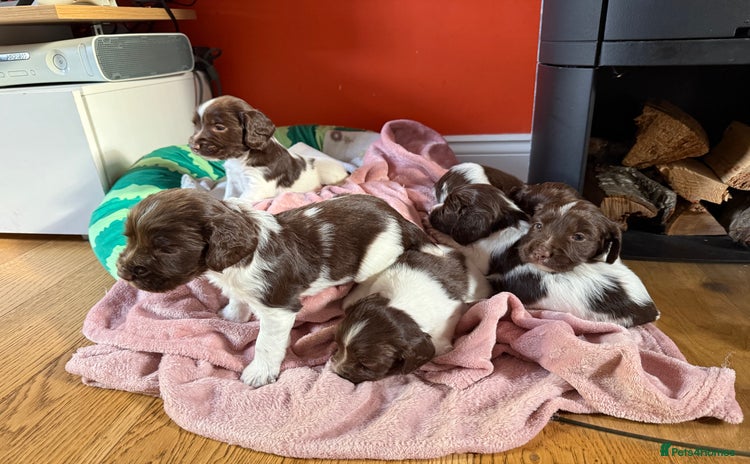 English Springer Spaniel dogs - Advert 1