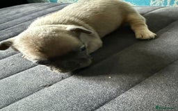 French Bulldog dogs for sale: Beautiful frenchie puppies  - Image 7