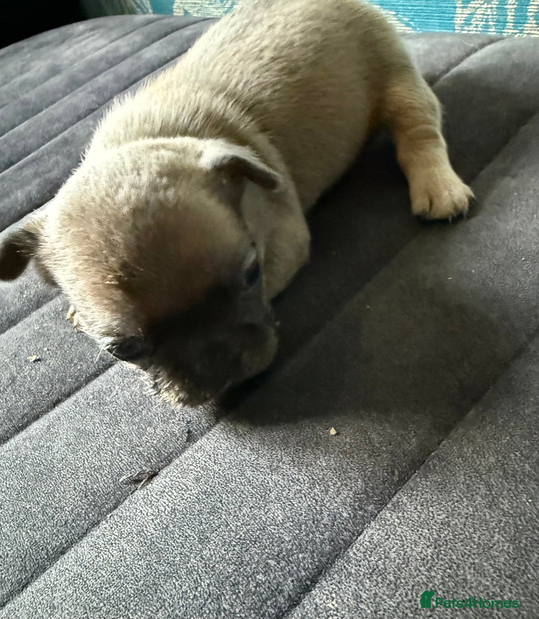 French Bulldog dogs for sale: Beautiful frenchie puppies  - Image 7