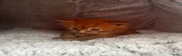 Maine Coon cats for sale: Majestic Fire Maine Coon Kittens - Advert 23