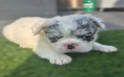 French Bulldog dogs for sale: FRENCHYS Kc from £2500 fluffy, Pink carriers - Image 21