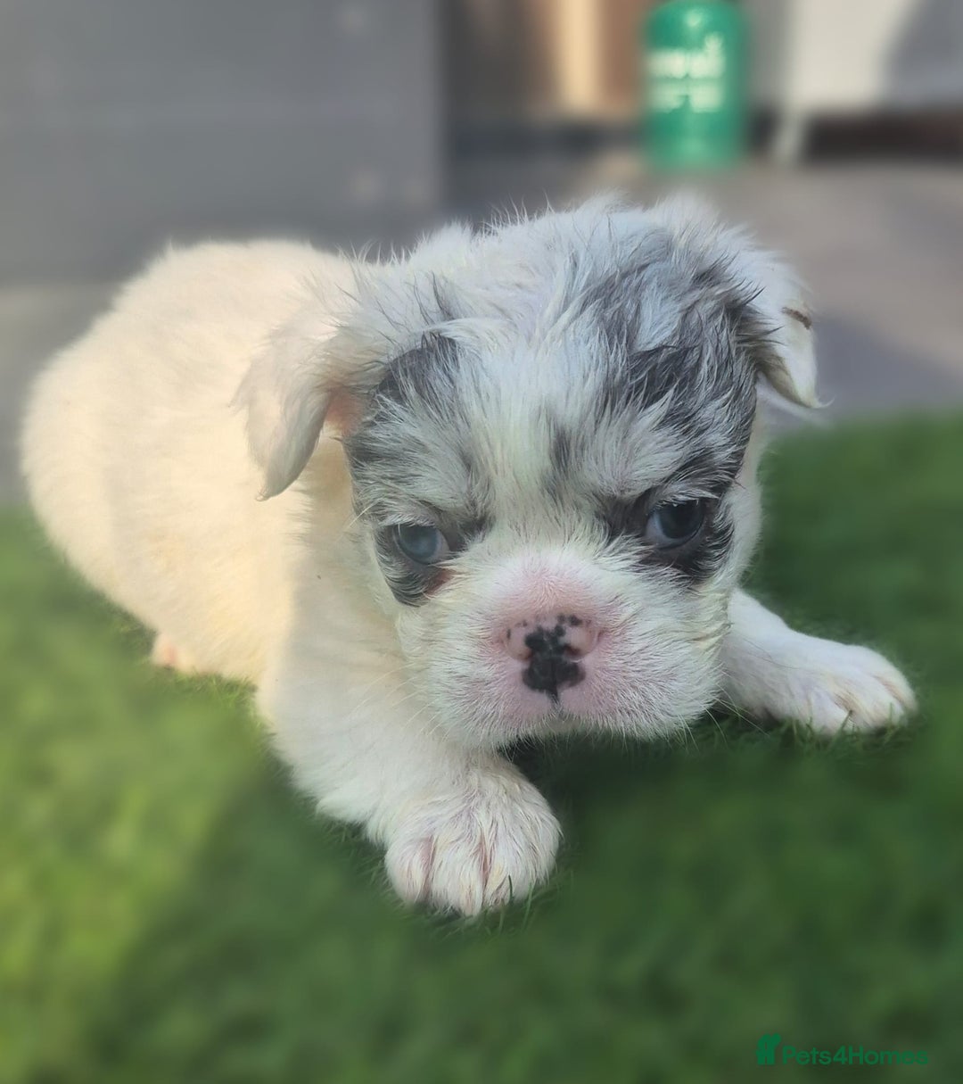 French Bulldog dogs for sale: FRENCHYS Kc from £2500 fluffy, Pink carriers - Image 21