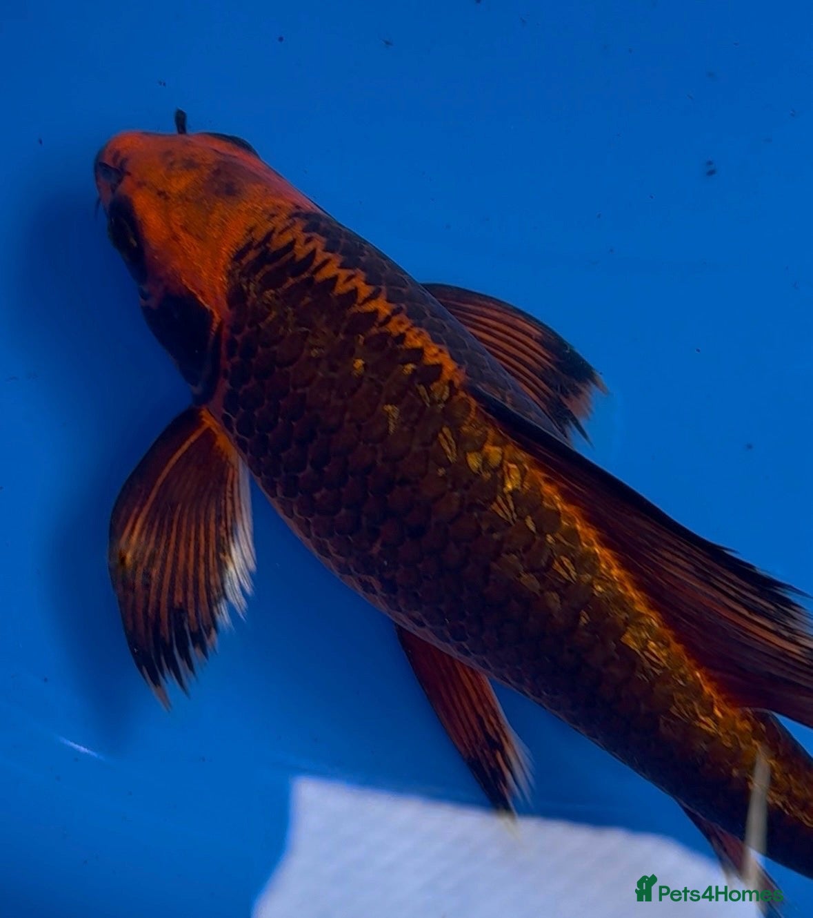 Koi Carp fish Longfin Japanese Butterfly Koi - Advert 23