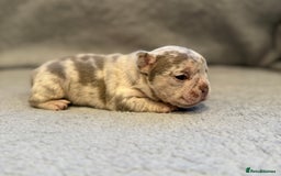 French Bulldog dogs for sale: 🐶 Beautiful Litter Of French Bulldogs 🐶 - Image 9