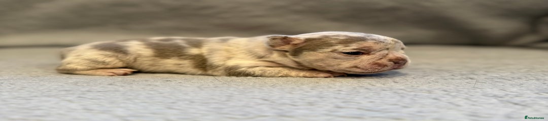 🩷 Merle Girl 🩷