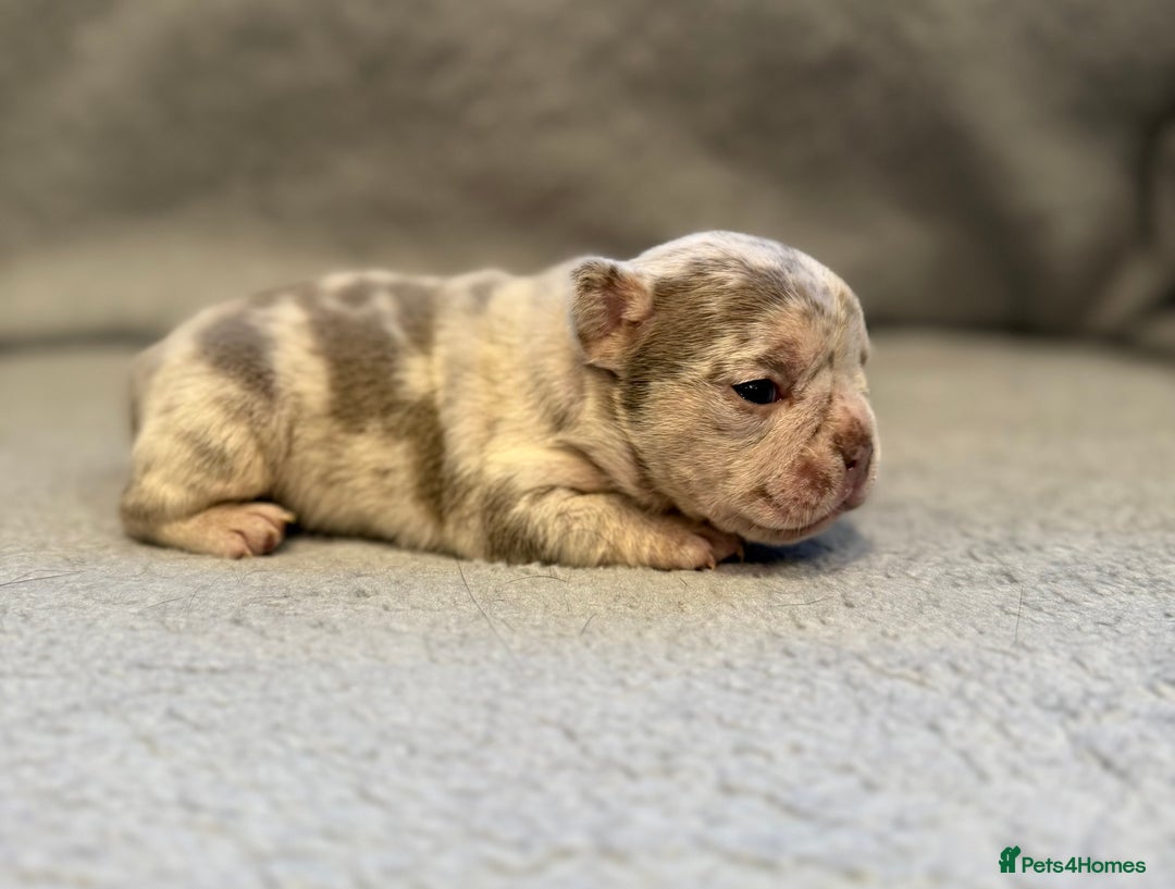 French Bulldog dogs for sale: 🐶 Beautiful Litter Of French Bulldogs 🐶 - Image 9