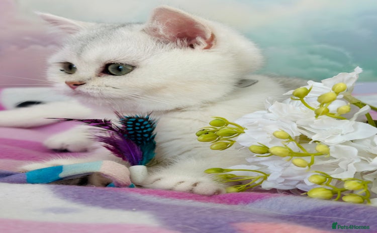 British Shorthair cats - Advert 10