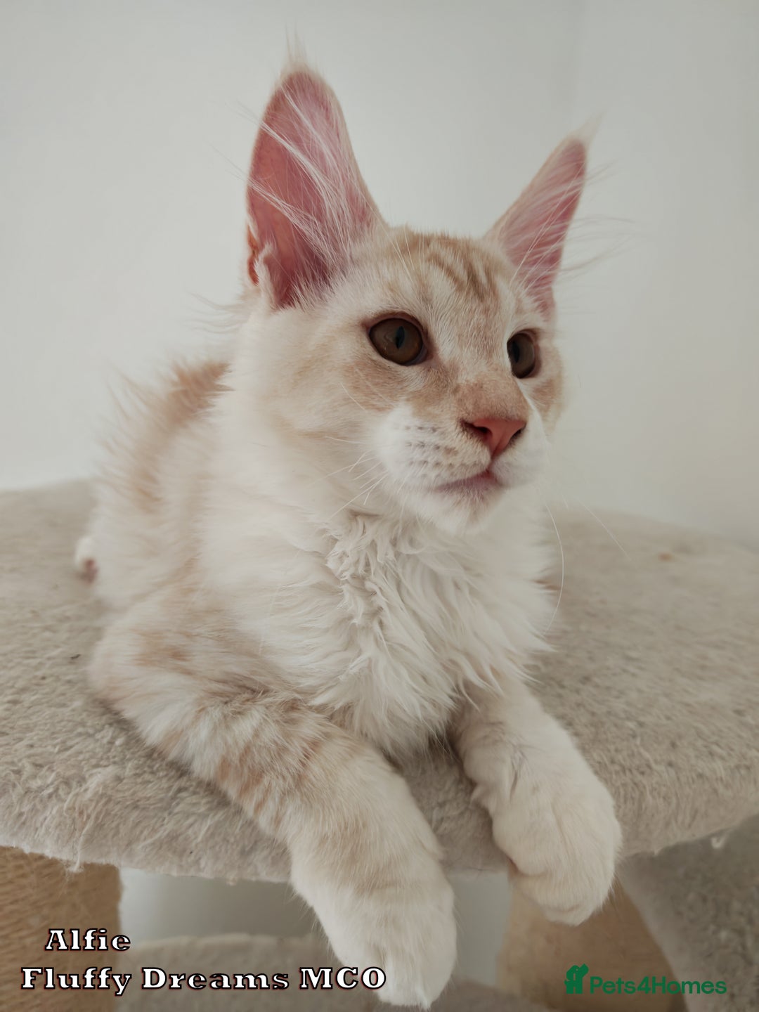 Maine Coon cats for sale: Two Cream Boys ES23 from Fluffy Dreams MCO - Image 7