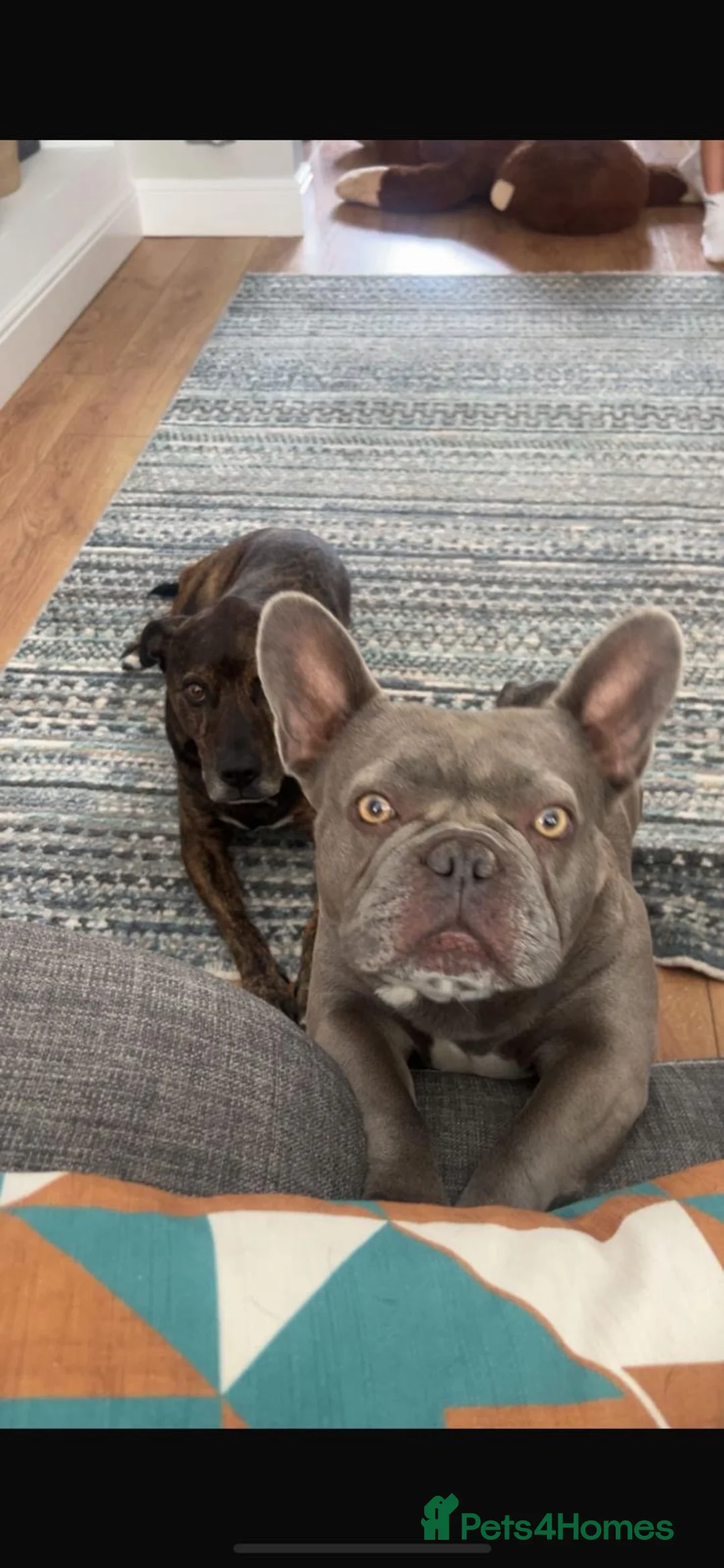 French Bulldog dogs for sale: Kc registered girl ready to go now - Advert 24
