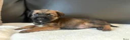 Border Terrier dogs for sale: BORDER TERRIER PUPPIES  in Willenhall - Advert 3