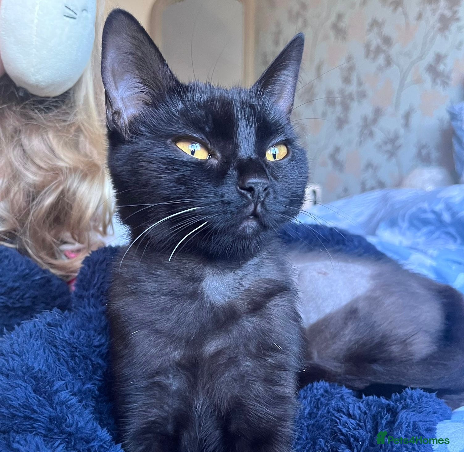 Domestic Shorthair cats Ava, 8 month old female (neutered)  - Advert 1