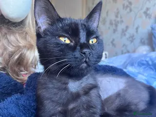 Domestic Shorthair cats Ava, 8 month old female (neutered) - Advert 1