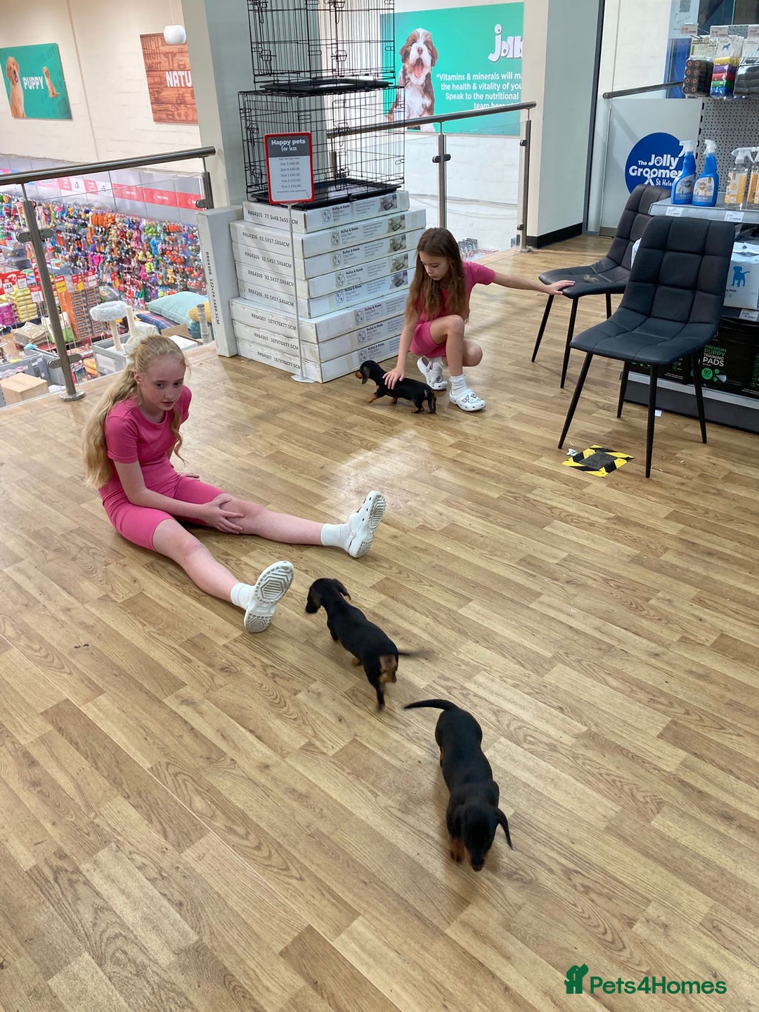 Dachshund dogs for sale: Miniature Sausage Dog Pups READY TO GO Dachshund  - Image 32