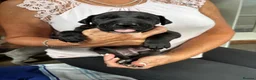 Great Dane dogs for sale: 2 girls left Great Dane puppys - Advert 10