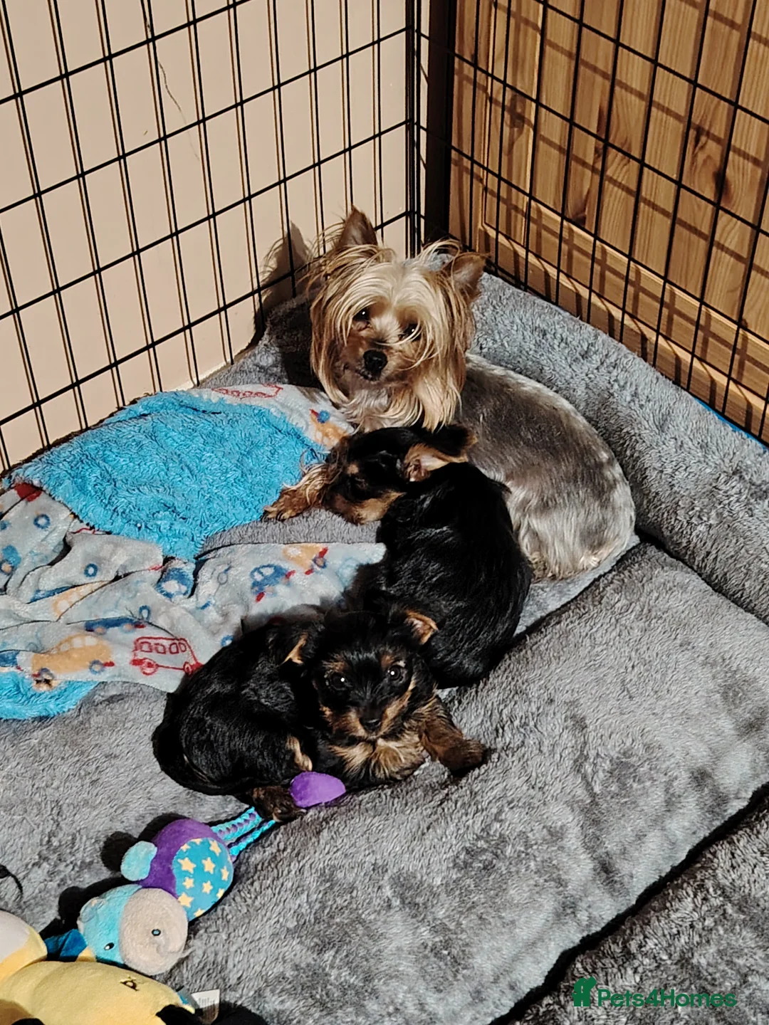 Yorkshire Terrier dogs for sale: ON HOLD.  One pure yorkie boy for £1200 - Advert 1