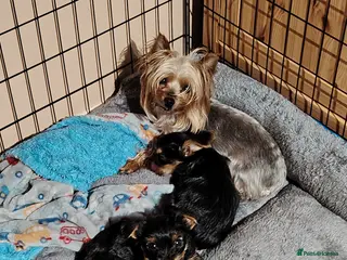 Yorkshire Terrier dogs One pure yorkie boy for £1500 - Advert 13