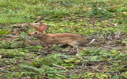 Belgian Hares rabbits for sale: Belgian hares  - Image 10