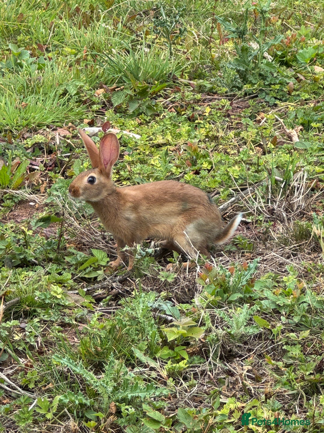 Belgian Hares rabbits for sale: Belgian hares  - Image 10