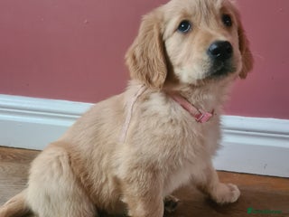 Golden Retriever dogs Female Golden Retriever puppy - Advert 3