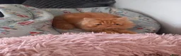 Mixed Breed cats for sale: Persian mix and Persian kittens in London - Advert 15