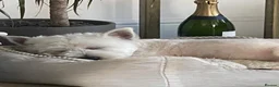 West Highland Terrier dogs for sale: Royal kennel club registered west highland white  - Advert 9